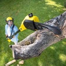 Best Lawn Maintenance Plans  in Foley, MN